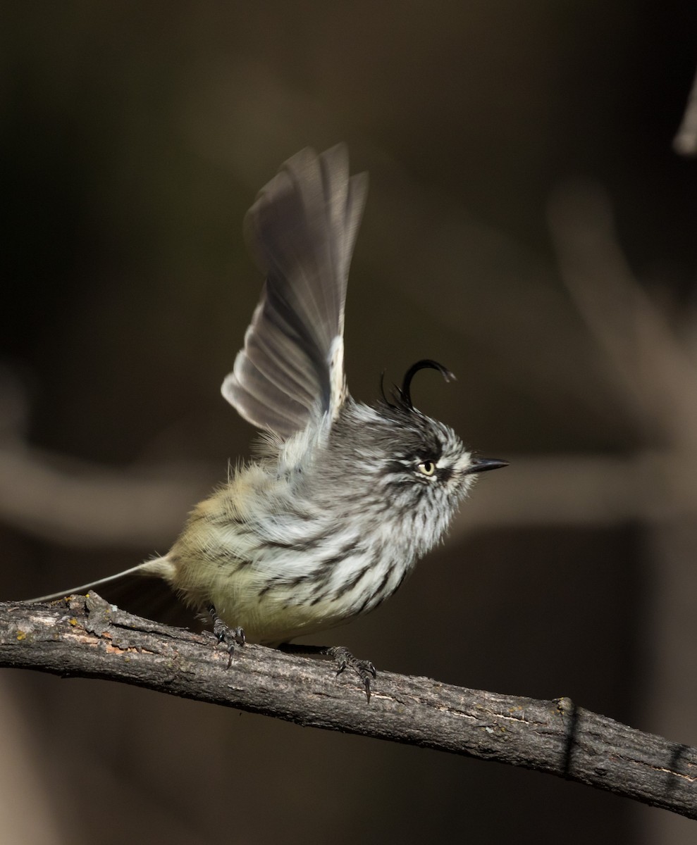 Tufted Tit-Tyrant - ML241050851