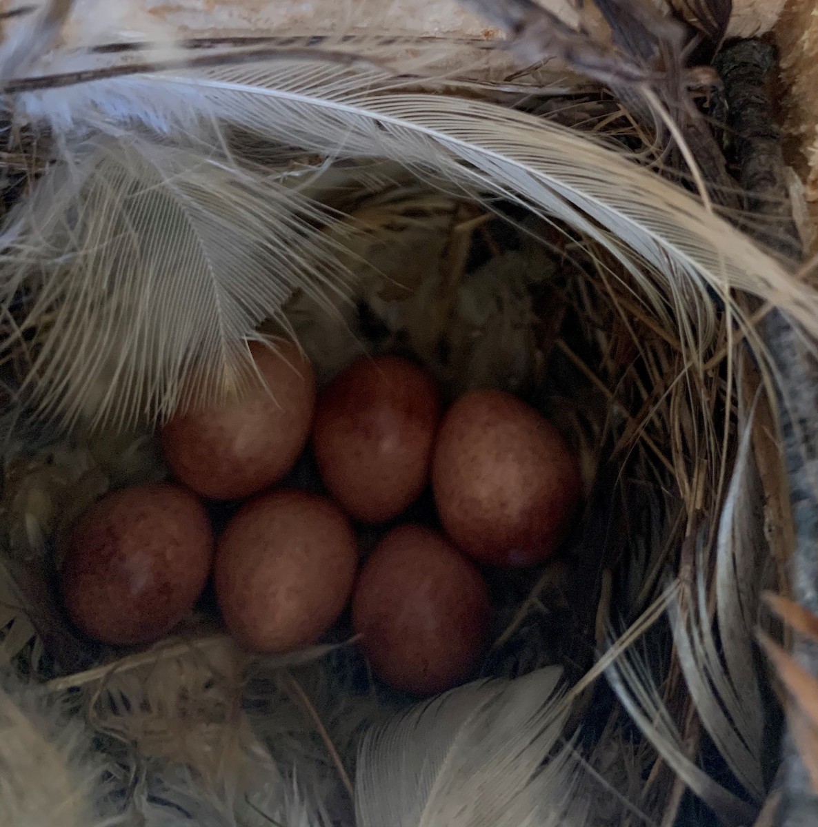 House Wren - ML241052161