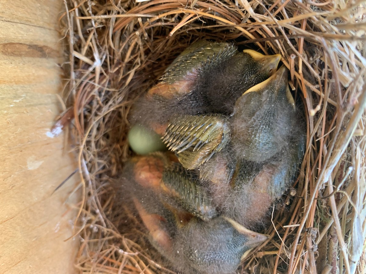 Eastern Bluebird - ML241052211