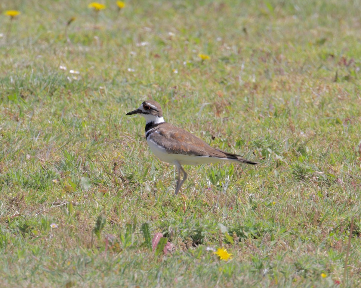 Killdeer - ML241052971