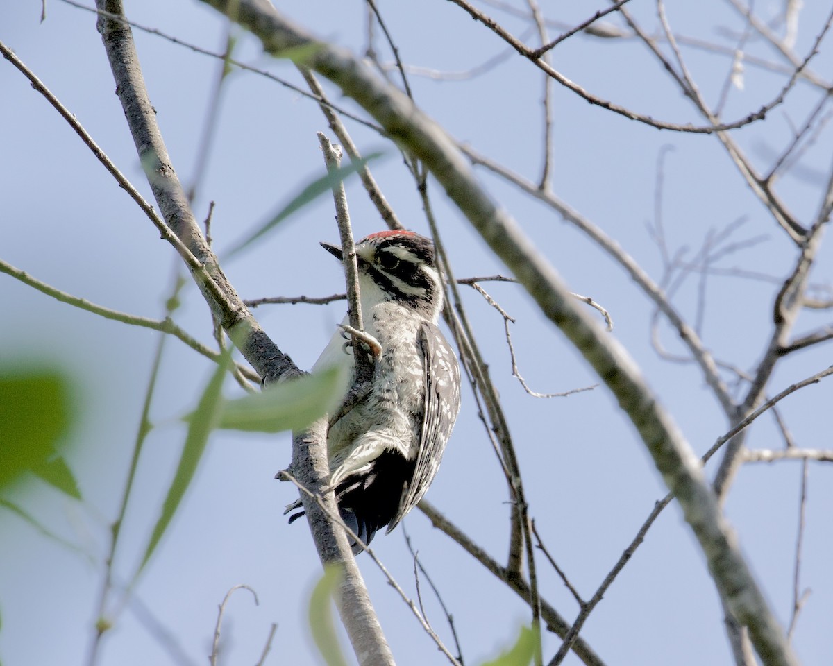 Nuttall's Woodpecker - ML241053251