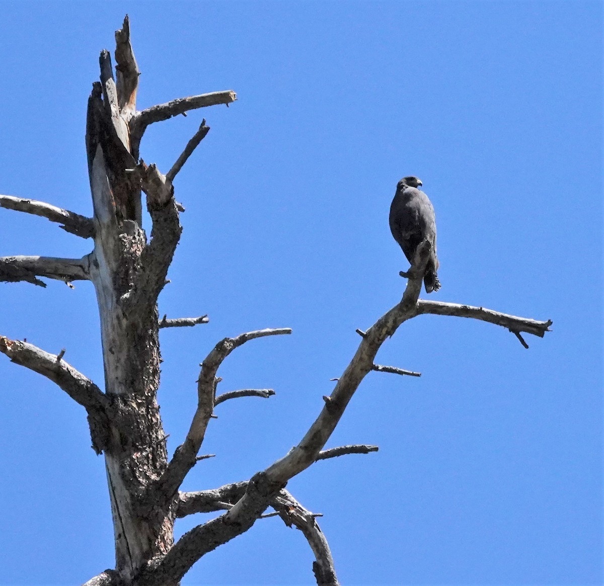 Krabbenbussard - ML241053771