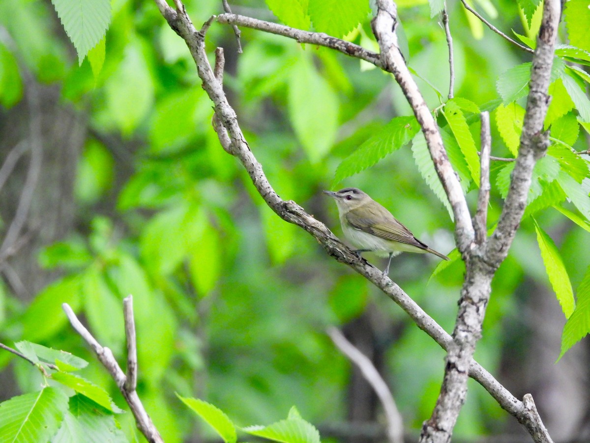 Red-eyed Vireo - Marie-Pierre Rainville