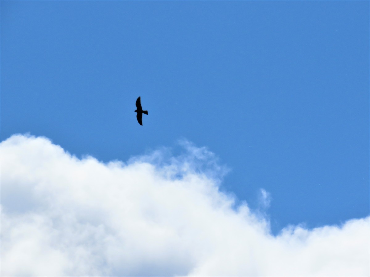 Mississippi Kite - ML241054261