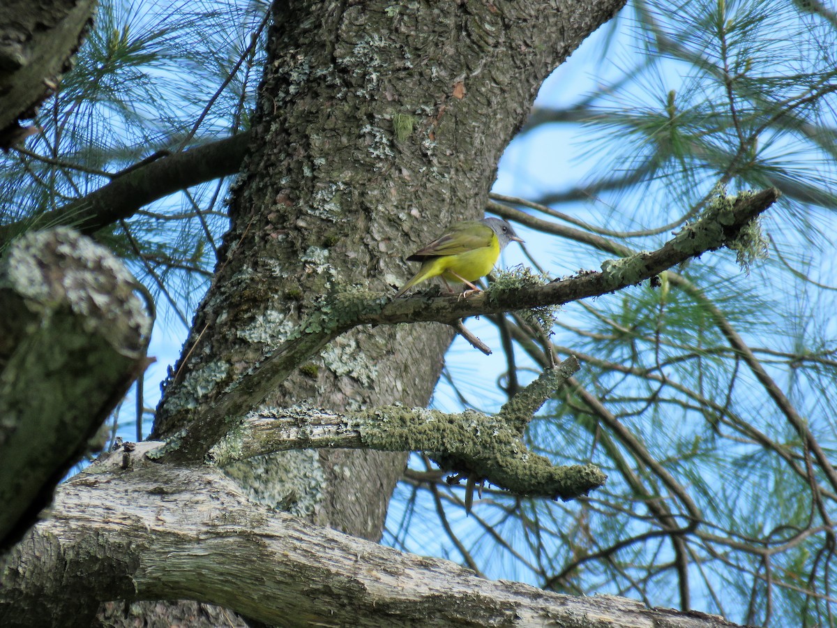 Graukopf-Waldsänger - ML241054601