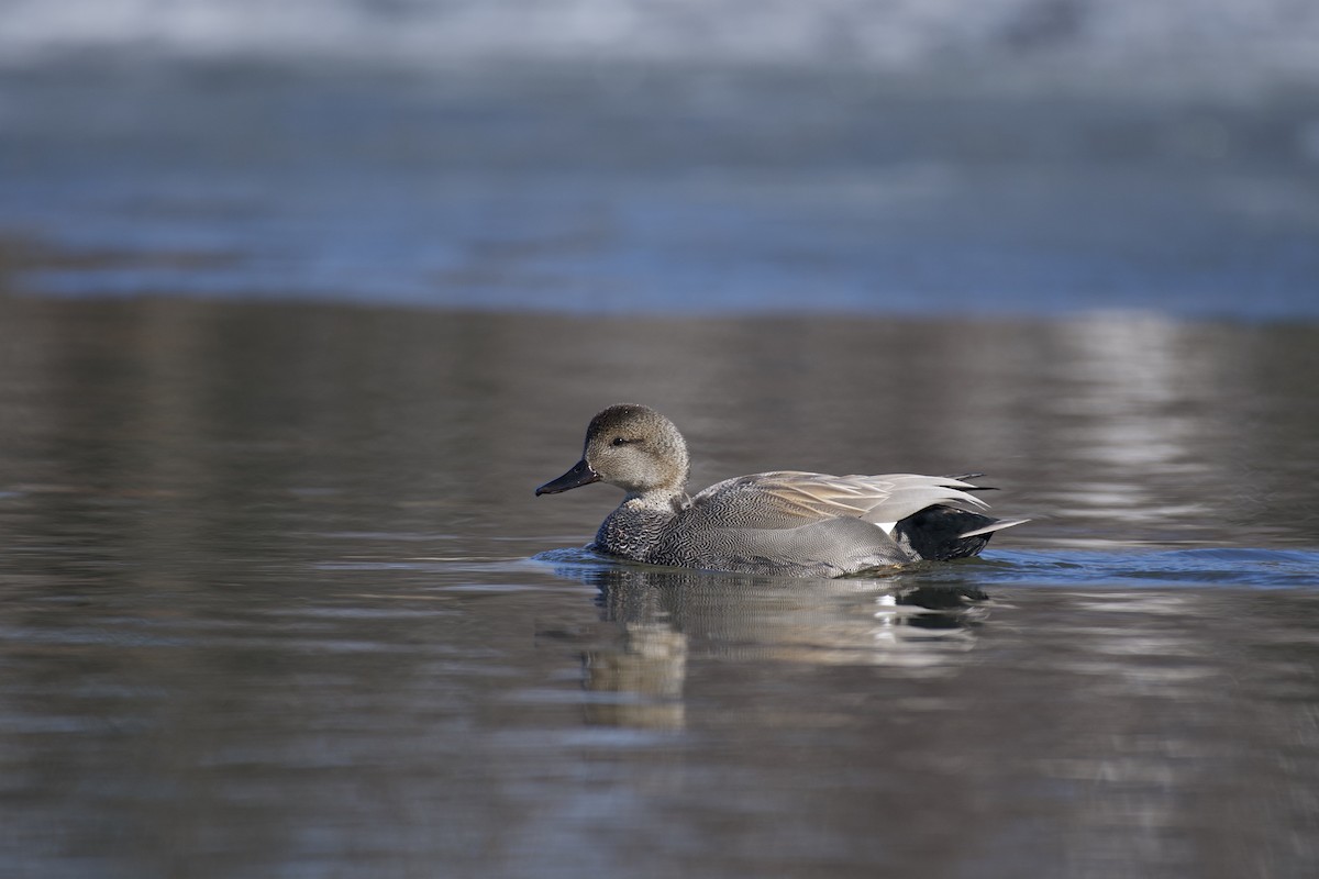 Gadwall - Josiah Verbrugge