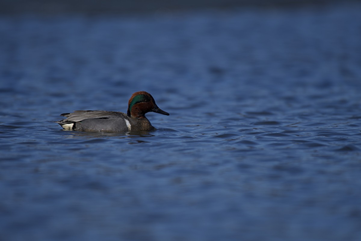 Green-winged Teal - Josiah Verbrugge