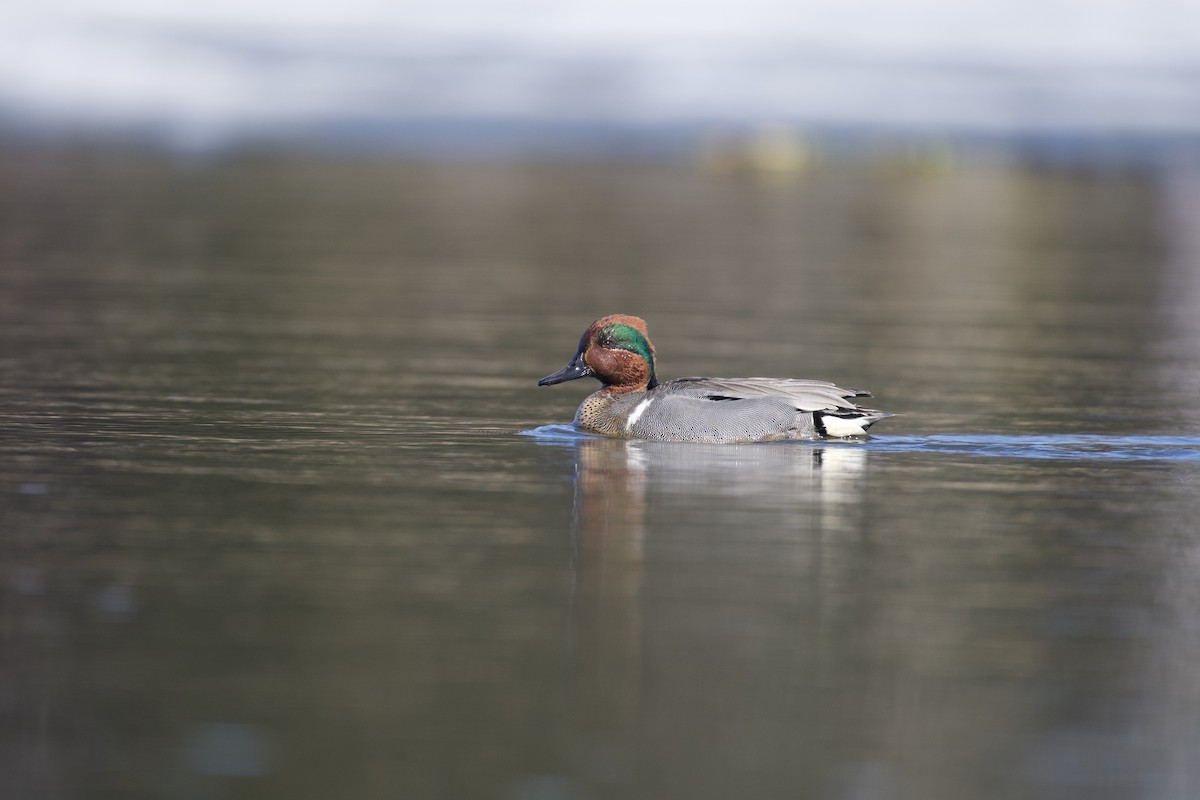 Green-winged Teal - Josiah Verbrugge