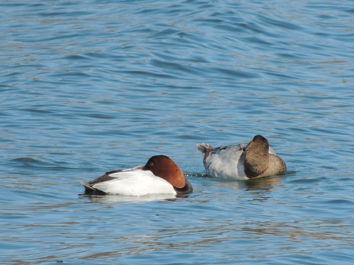 Canvasback - ML24105781