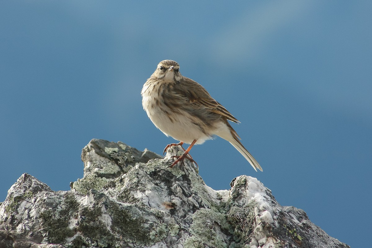 New Zealand Pipit - Matt Sim