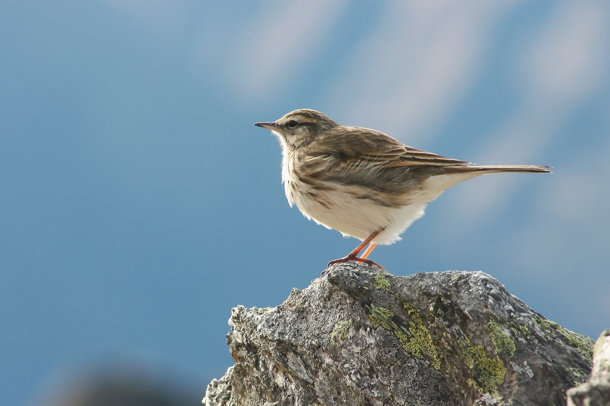 New Zealand Pipit - Matt Sim