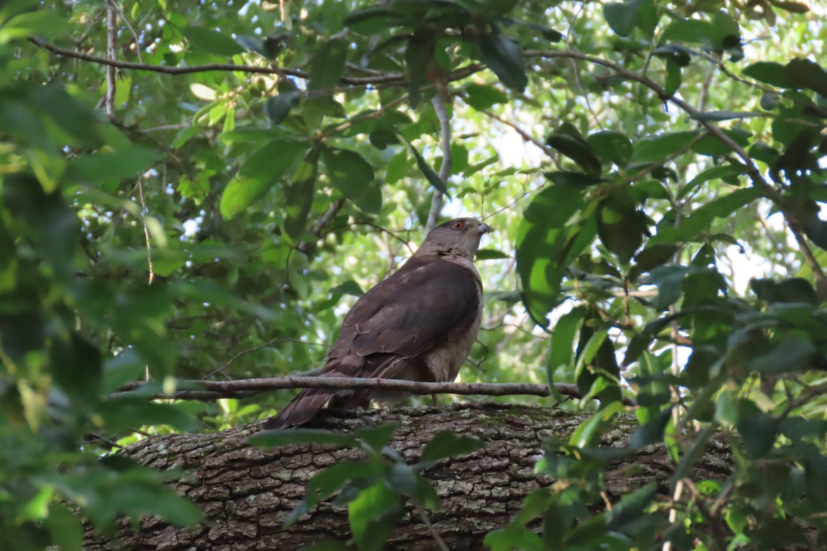 Cooper's Hawk - ML241063301