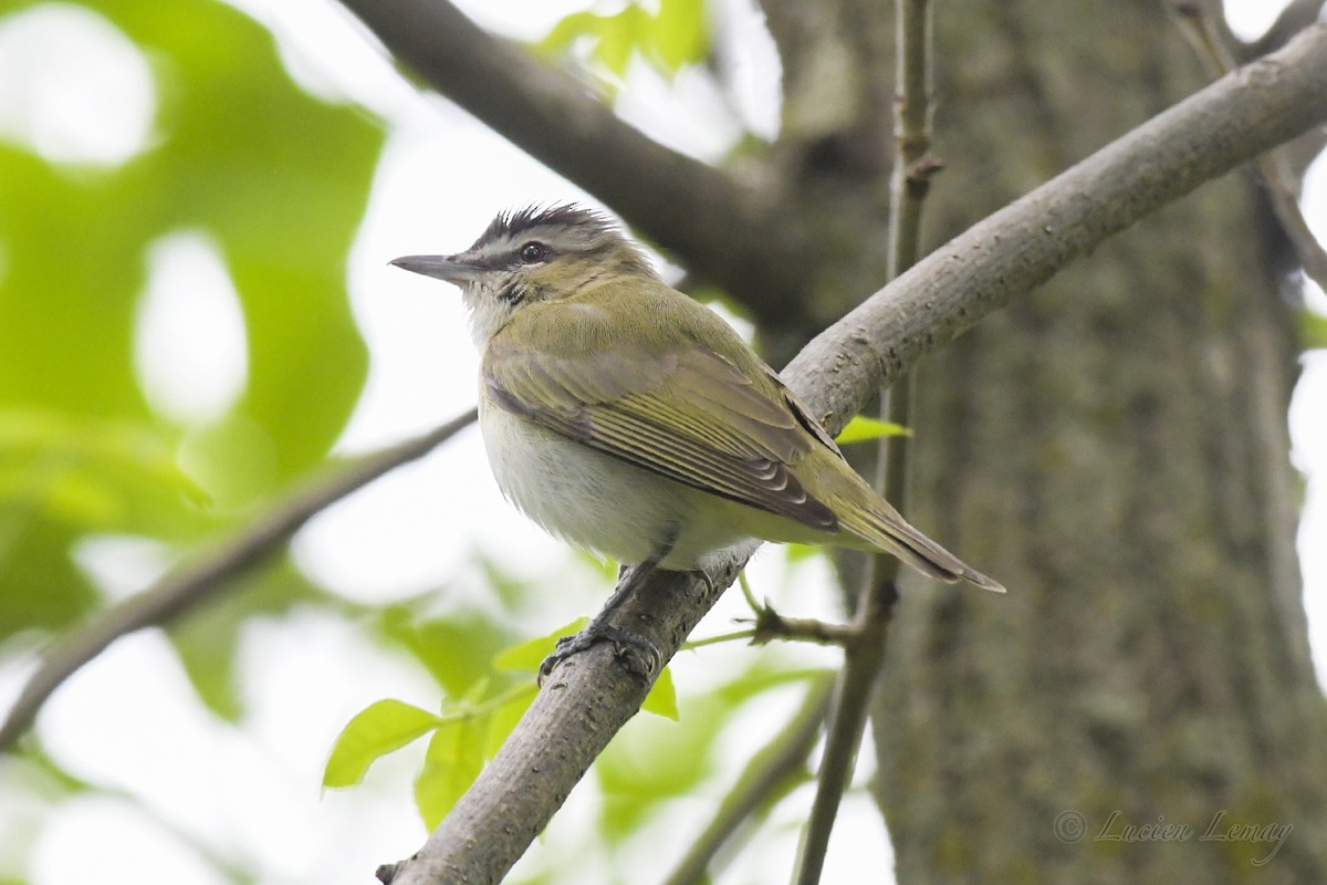 Vireo Ojirrojo - ML241063891