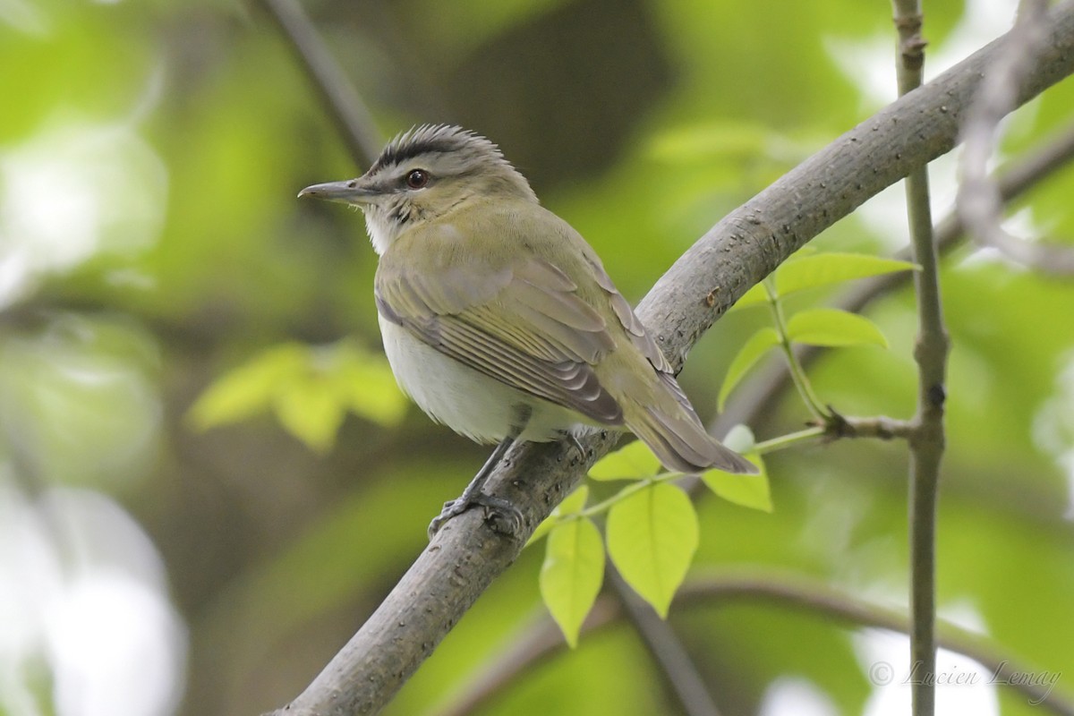 rødøyevireo - ML241063921