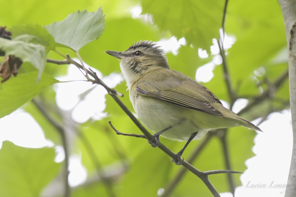 rødøyevireo - ML241064111