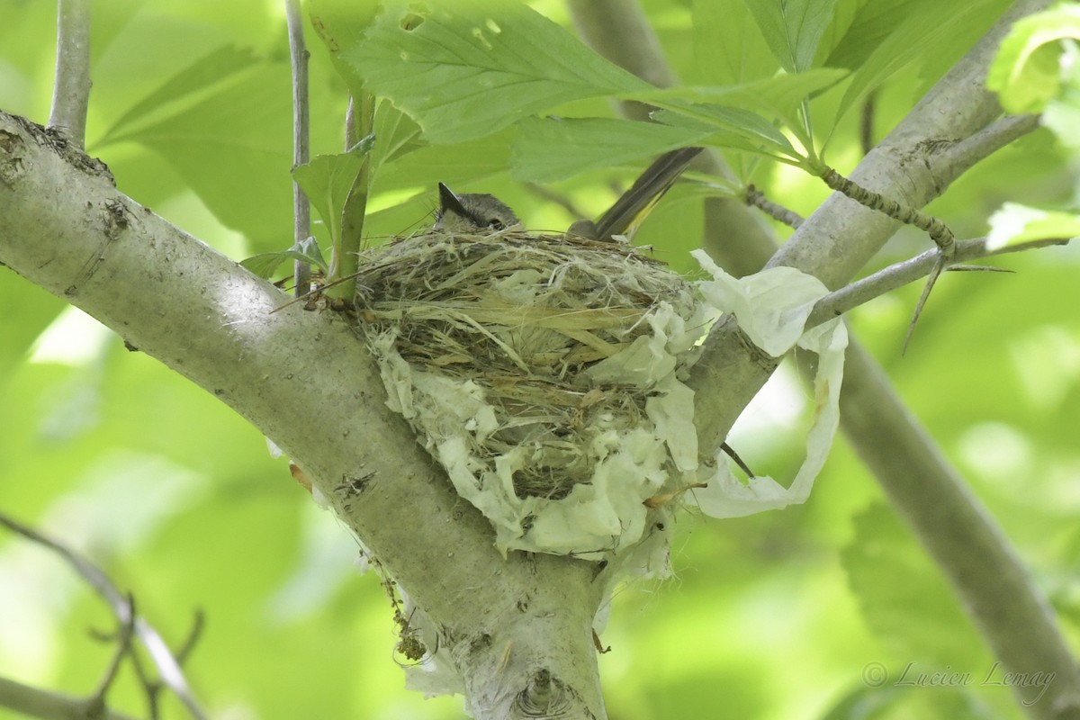 American Redstart - ML241064221