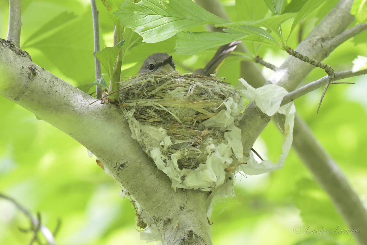 American Redstart - ML241064281