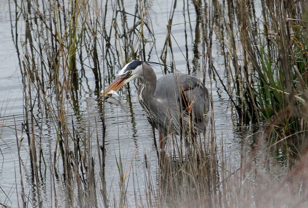オオアオサギ - ML24106441