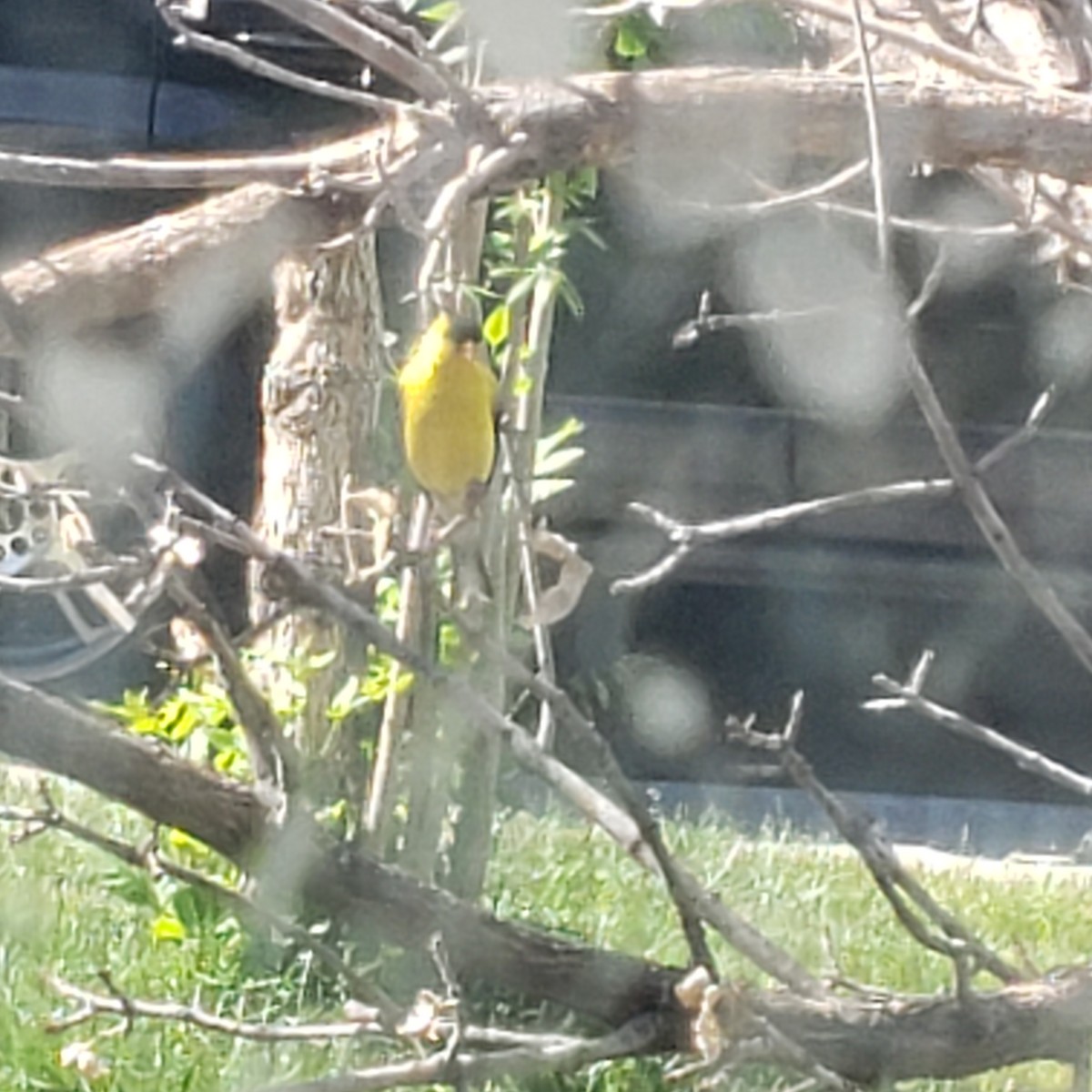 American Goldfinch - ML241064441