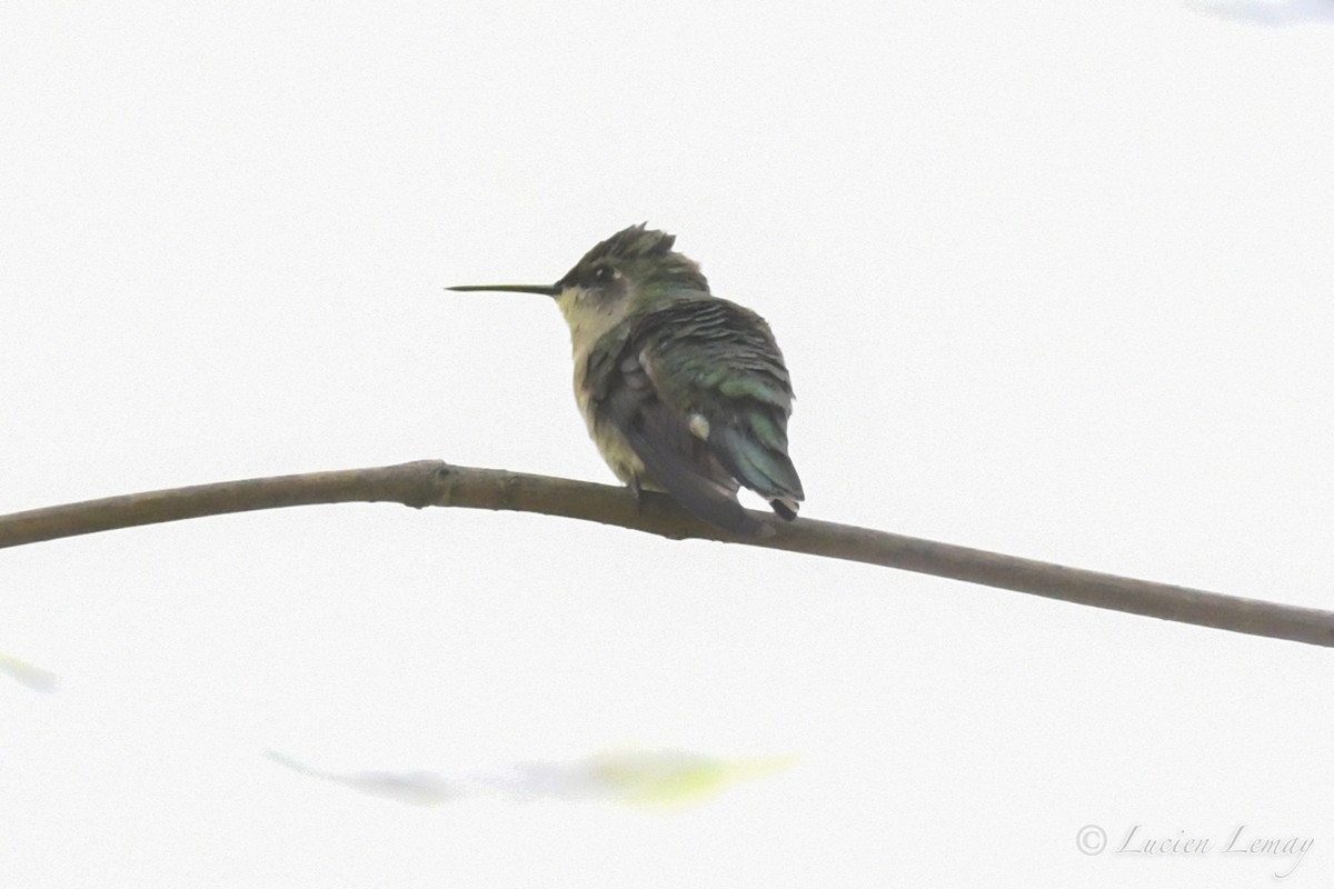 Colibrí Gorjirrubí - ML241064531