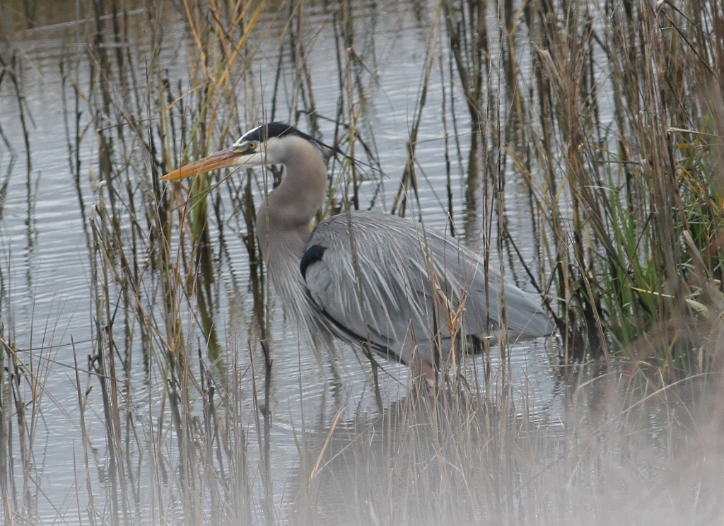 オオアオサギ - ML24106461