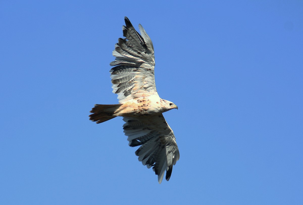 Red-tailed Hawk (calurus/alascensis) - Jerry Liguori