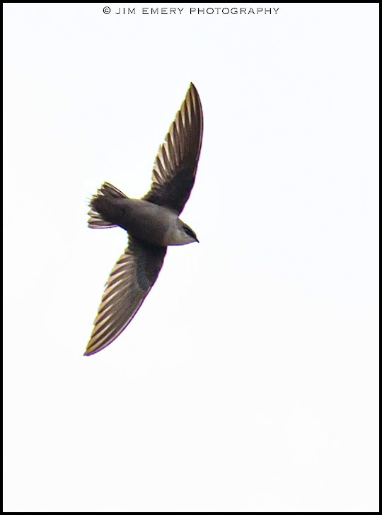 Chimney Swift - Jim Emery