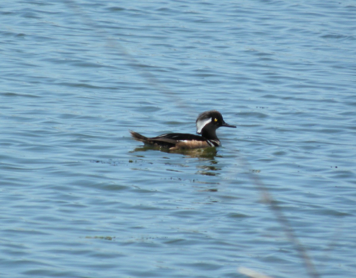 Hooded Merganser - ML241065581