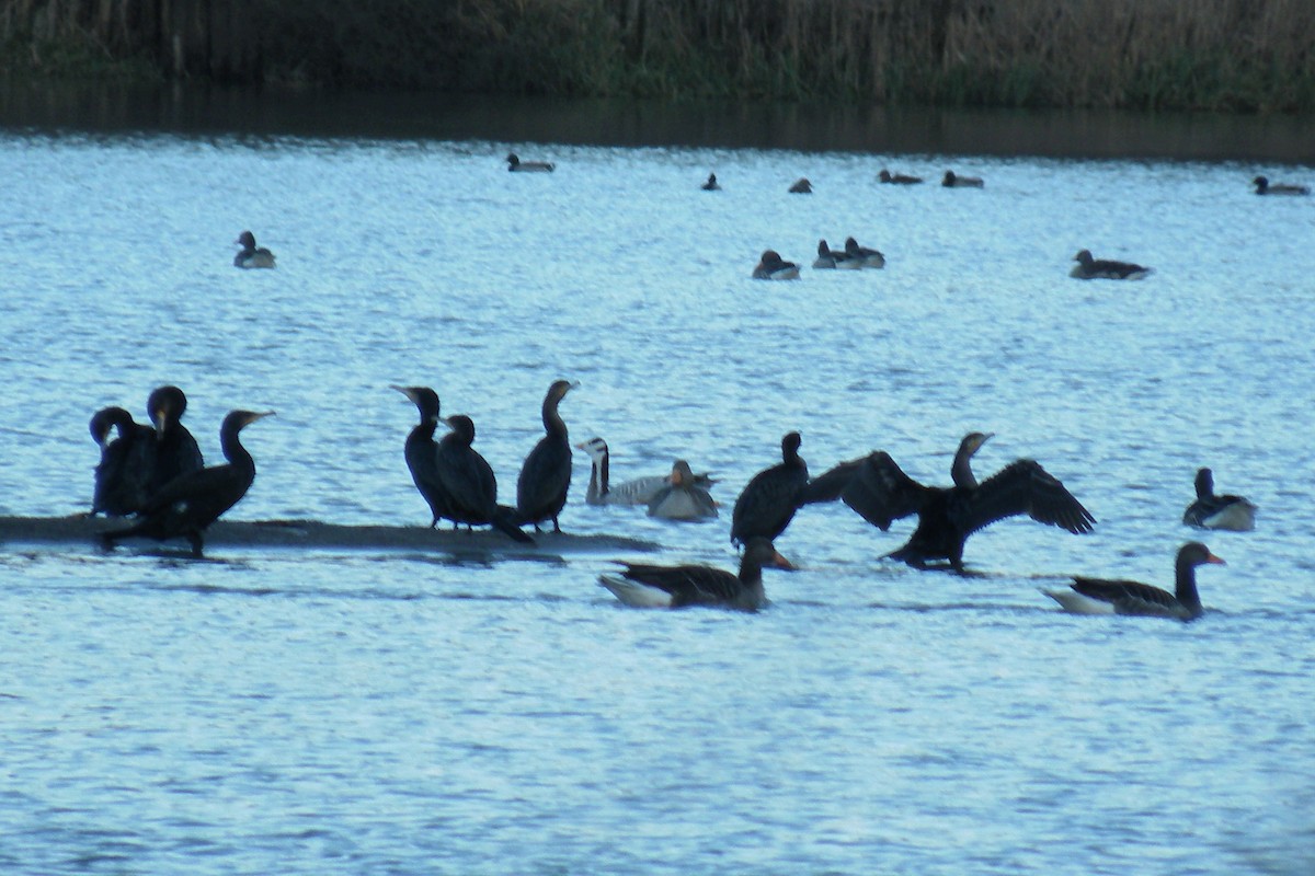 Bar-headed Goose - ML241067141