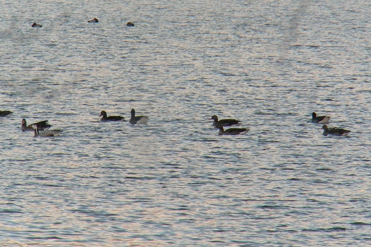 Bar-headed Goose - ML241067201