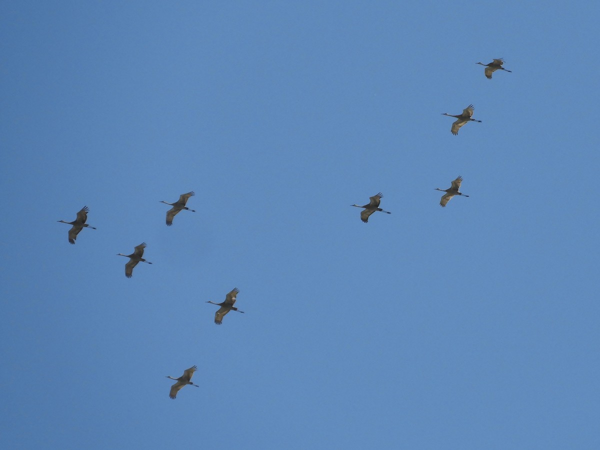 Sandhill Crane - ML241067311