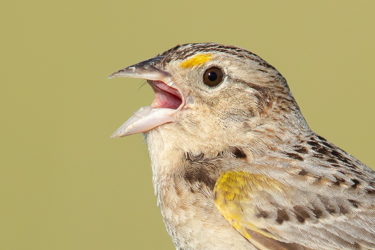 Grasshopper Sparrow - ML241067701