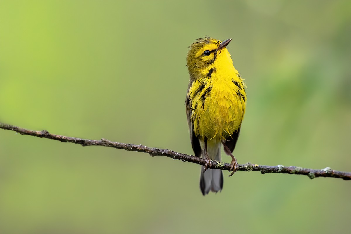 Prairie Warbler - ML241068171