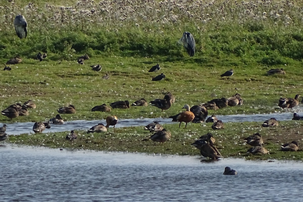 Ruddy Shelduck - ML241068301