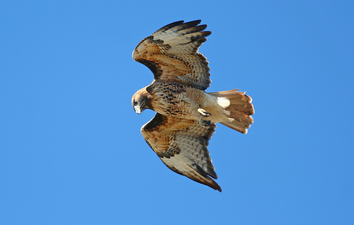 Rotschwanzbussard (calurus/alascensis) - ML241069001