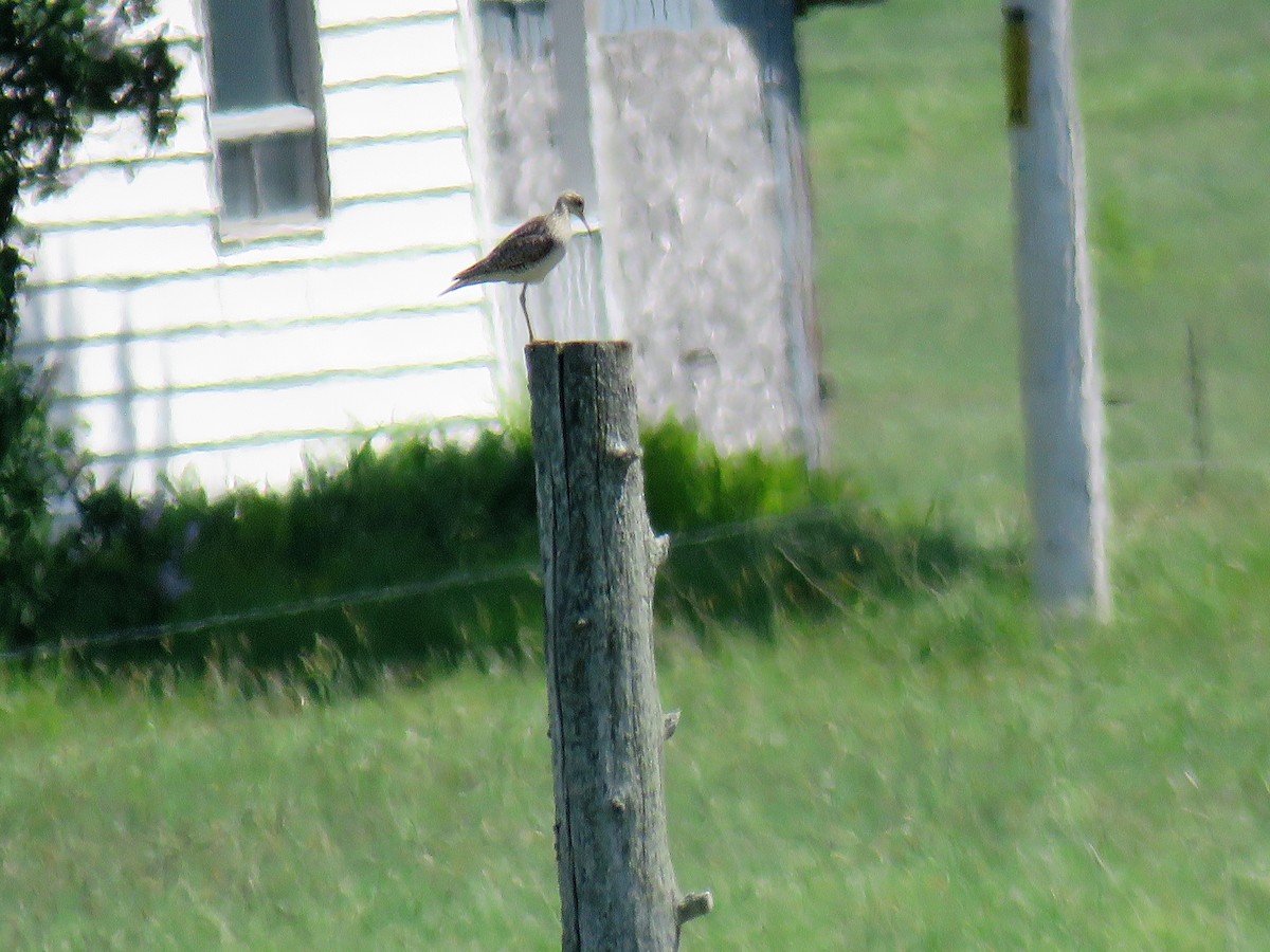 Upland Sandpiper - Michel Turcot