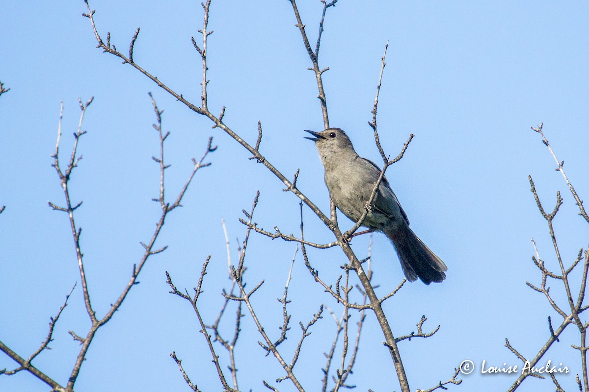 Gray Catbird - Louise Auclair