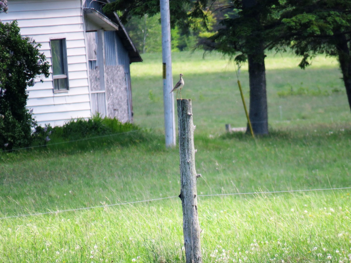 Upland Sandpiper - Michel Turcot