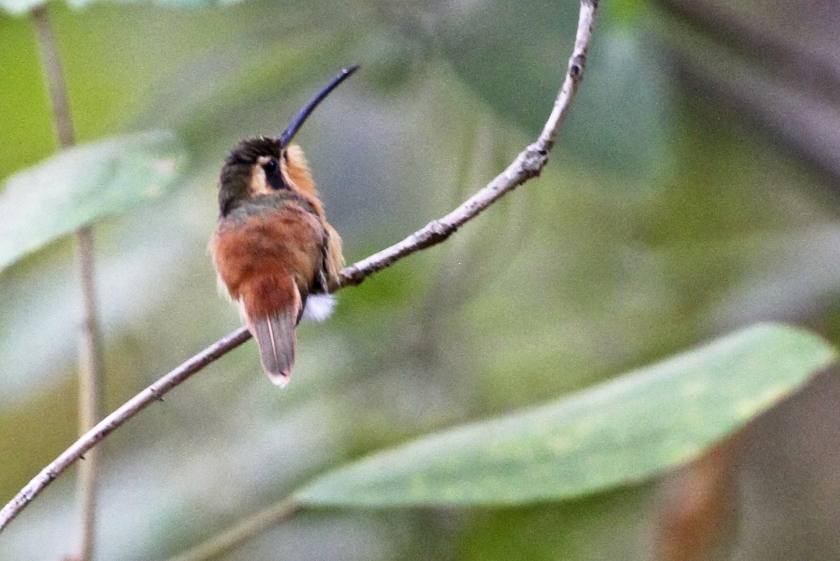 kolibřík malý - ML241071741