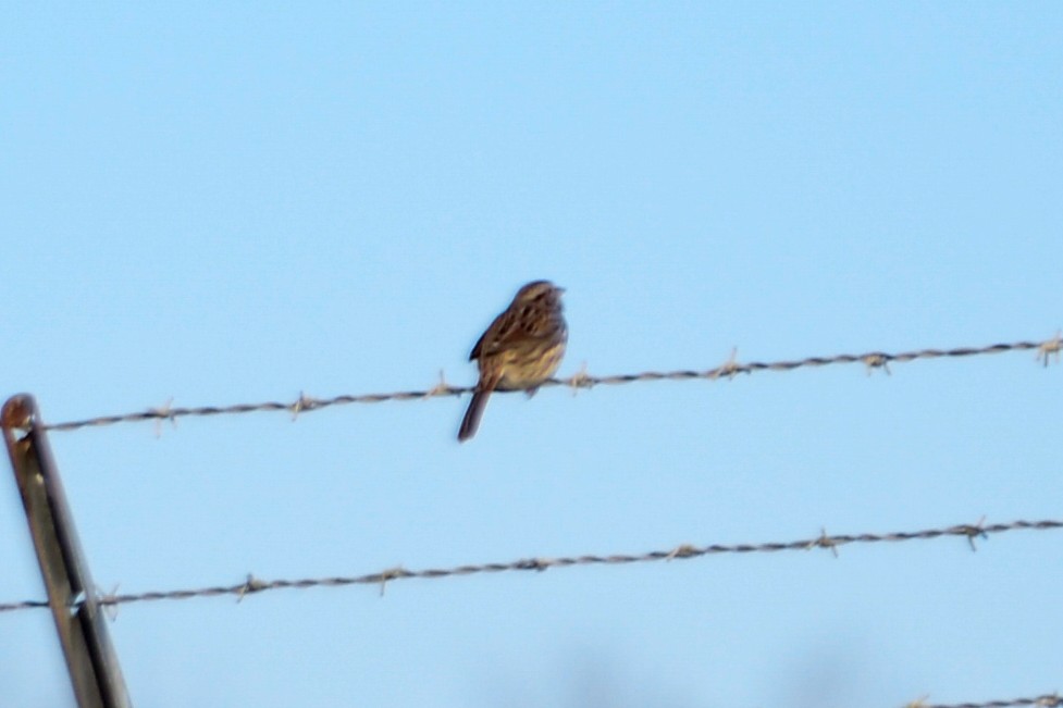 Song Sparrow - Josh Blackmon