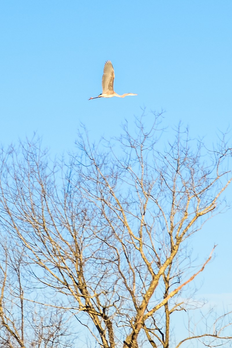 Great Blue Heron - ML24107191