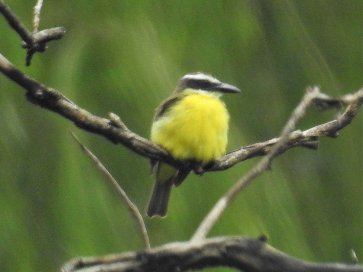 Boat-billed Flycatcher - ML241072041