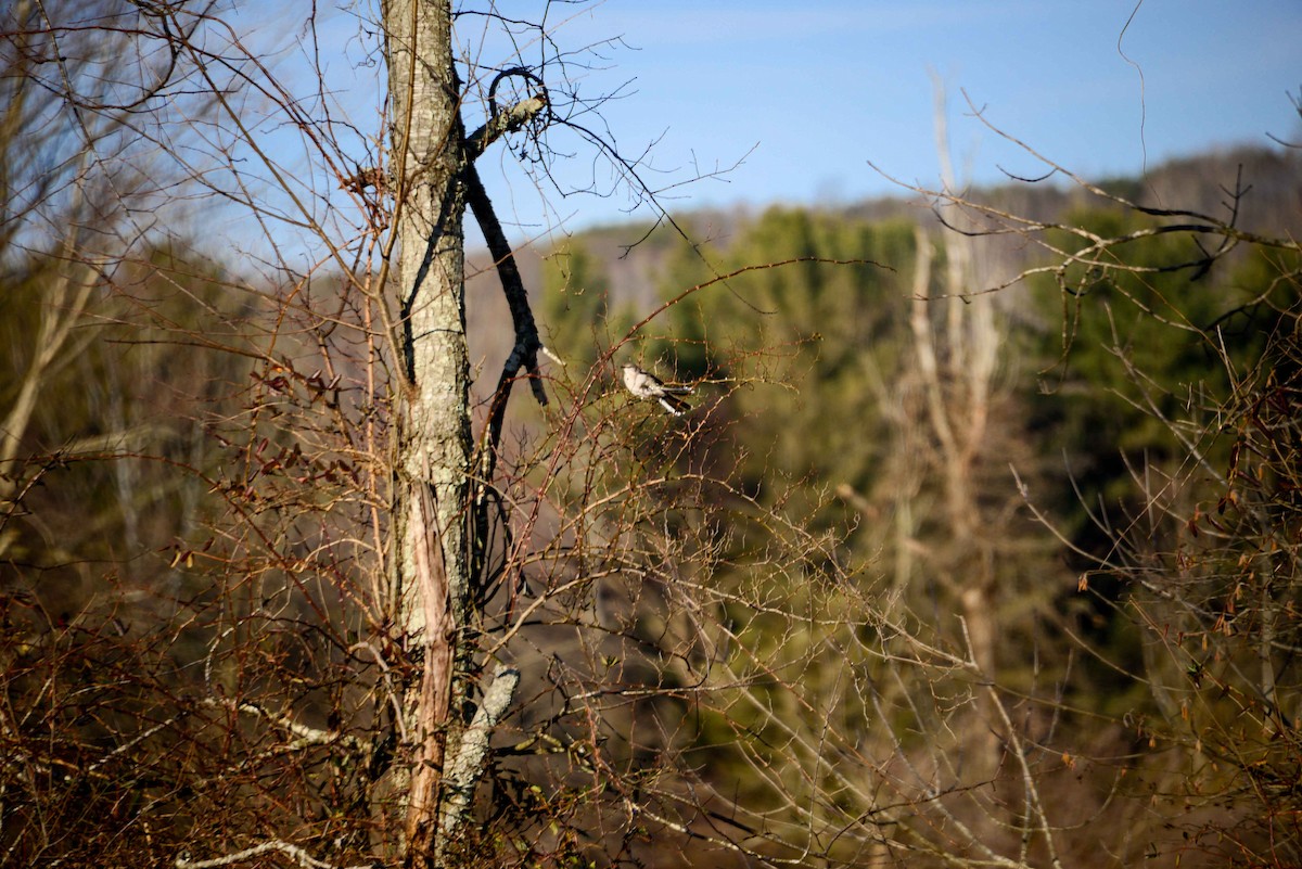 Northern Mockingbird - ML24107241