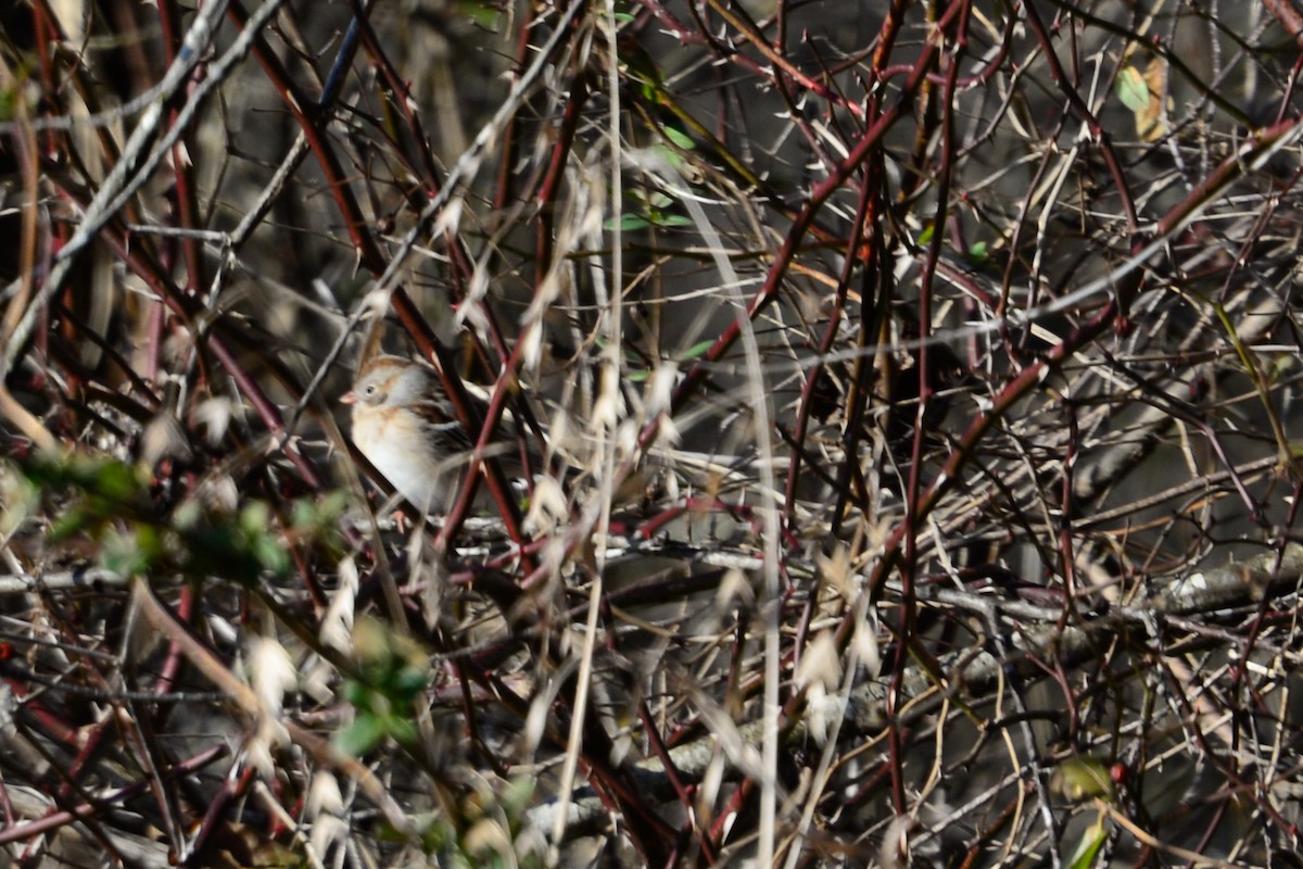 Field Sparrow - ML24107291