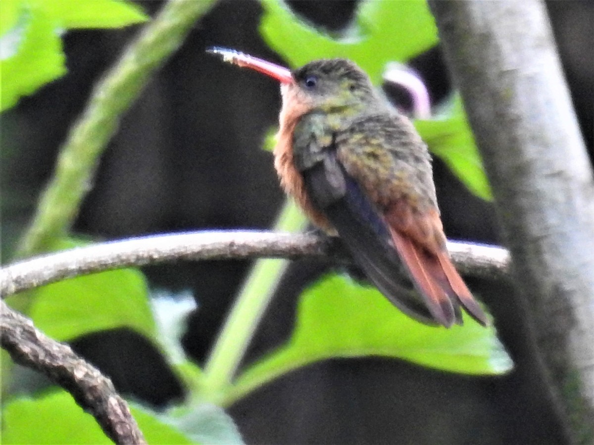 Cinnamon Hummingbird - ML241074241