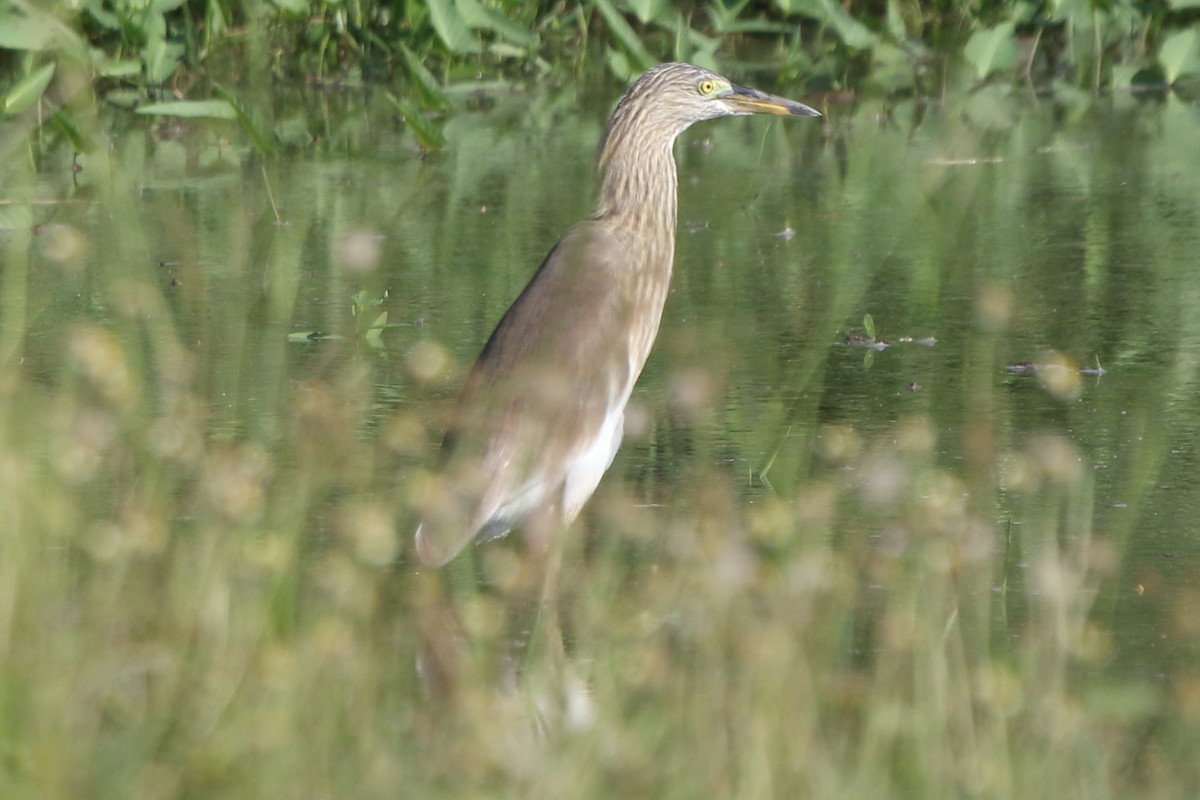 Chinese Pond-Heron - ML241074671