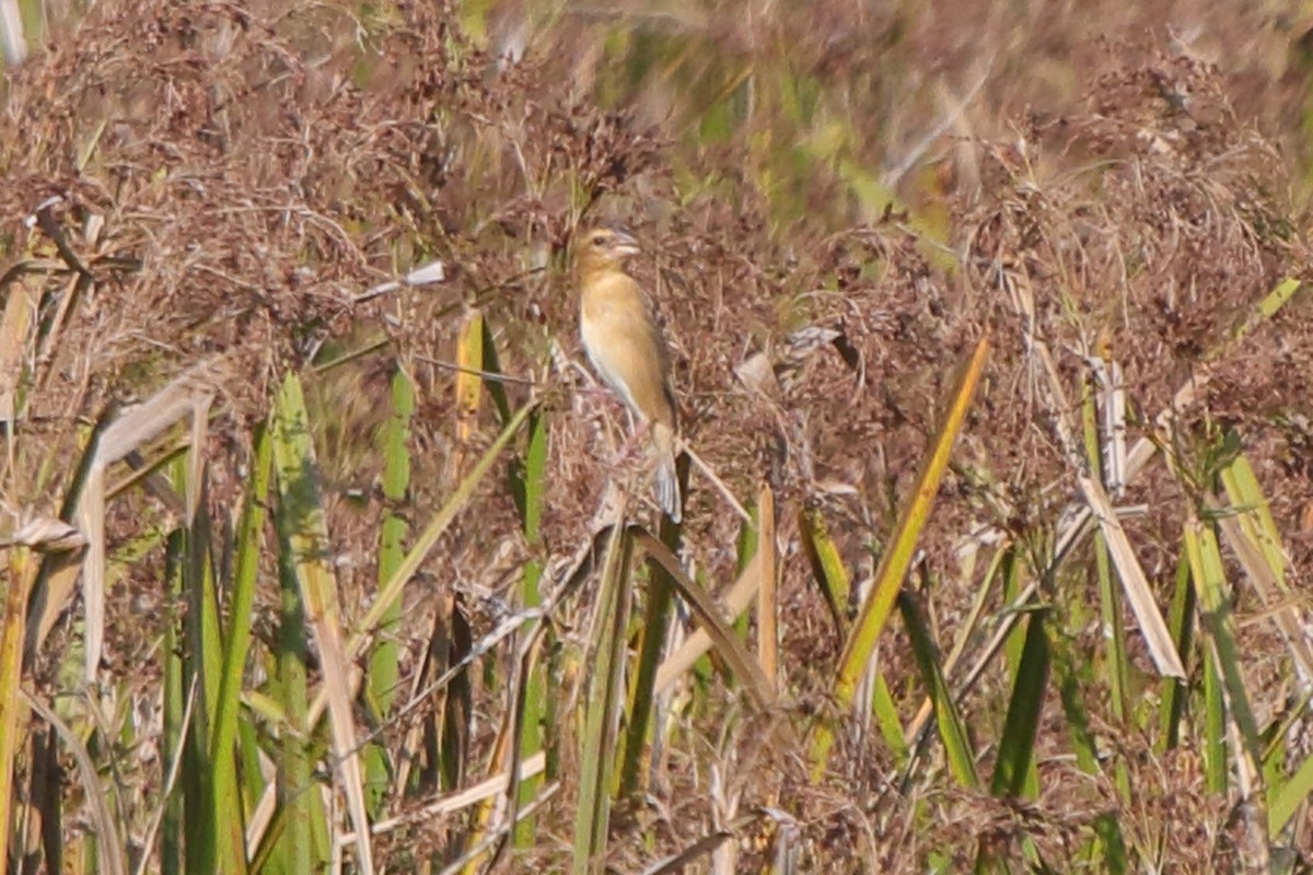 Asian Golden Weaver - ML241074781