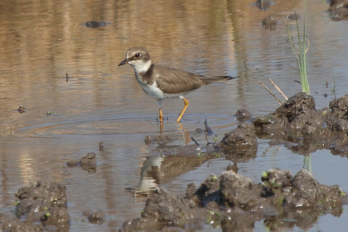 Little Ringed Plover - Fabio Olmos