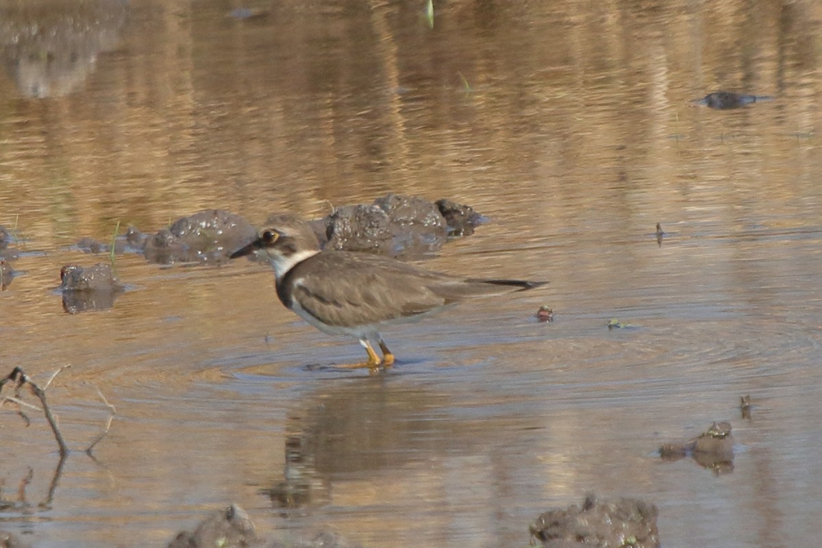 Little Ringed Plover - ML241074871