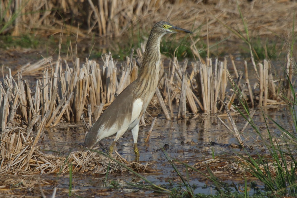 Chinese Pond-Heron - ML241075121